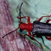 Beulenkopfbock (Rhamnusium bicolor) . © G. C. Möller