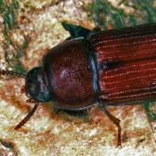 Roter Schwarzk&auml;fer (Uloma culinaris). &copy; E. Wachmann