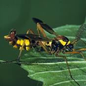 Kammschnake (Ctenophora ornata). &copy; G. C. M&ouml;ller