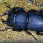Balkenschr&ouml;ter (Dorcus parallelipipedus). &copy; E. Wachmann