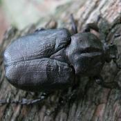 Eremit, Juchtenk&auml;fer (Osmoderma eremita). &copy; N. A. Kl&ouml;hn