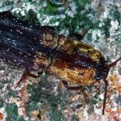 Gelbschuppiger Schnellk&auml;fer (Lacon querceus). &copy; G. C. M&ouml;ller