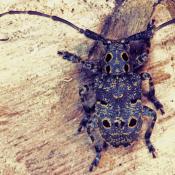 Augenfleckenbock (Mesosa curculionoides). &copy; G. C. M&ouml;ller