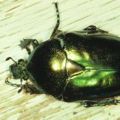 Gro&szlig;er Goldk&auml;fer (Protaetia aeruginosa). &copy; G. C. M&ouml;ller