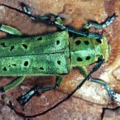 Gro&szlig;er Ulmenbockk&auml;fer (Saperda punctata). &copy; G. C. M&ouml;ller