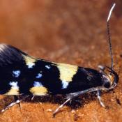 Faulholzmotte (Schiffermuelleria stroemella). &copy; G. C. M&ouml;ller