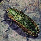 Gro&szlig;er Ulmenprachtk&auml;fer (Scintillatrix mirifica). &copy; G. C. M&ouml;ller