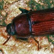 Roter Schwarzk&auml;fer (Uloma culinaris). &copy; E. Wachmann