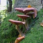 Dunkler Hallimasch (Armilaria ostoyae). &copy; N. A. Kl&ouml;hn