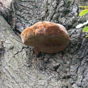 Eichen-Feuerschwamm (Phellinus robustus). &copy; N. A. Kl&ouml;hn