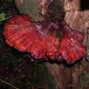 Glänzender Lackporling (Ganoderma lucidum). © N. A. Klöhn