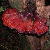 Gl&auml;nzender Lackporling (Ganoderma lucidum). &copy; N. A. Kl&ouml;hn