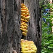 Schwefelporling (Laetiporus sulphureus). © N. A. Klöhn