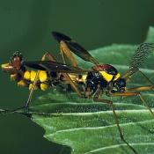 Kammschnake (Ctenophora ornata). &copy; G. C. M&ouml;ller