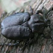 Eremit, Juchtenk&auml;fer (Osmoderma eremita). &copy; N. A. Kl&ouml;hn