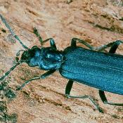 Blauer Scheinbockkäfer (Ischnomera caerulea). © G. C. Möller