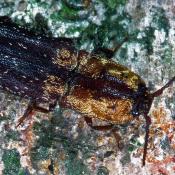 Gelbschuppiger Schnellk&auml;fer (Lacon querceus). &copy; G. C. M&ouml;ller