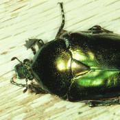 Gro&szlig;er Goldk&auml;fer (Protaetia aeruginosa). &copy; G. C. M&ouml;ller