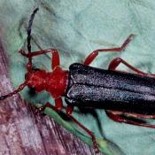 Beulenkopfbock (Rhamnusium bicolor). &copy; G. C. M&ouml;ller