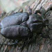 Eremit, Juchtenk&auml;fer (Osmoderma eremita). &copy; N. A. Kl&ouml;hn