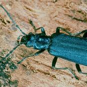 Blauer Scheinbockkäfer (Ischnomera caerulea). © G. C. Möller