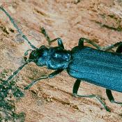 Blauer Scheinbockk&auml;fer (Ischnomera caerulea). &copy; G. C. M&ouml;ller