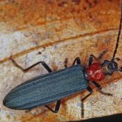 Bluthals-Scheinbockk&auml;fer (Ischnomera sanguinicollis). &copy; E. Wachmann