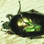 Großer Goldkäfer (Protaetia aeruginosa). © G. C. Möller