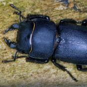 Balkenschr&ouml;ter (Dorcus parallelipipedus). &copy; E. Wachmann