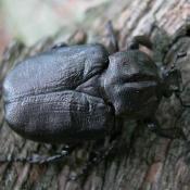 Eremit, Juchtenk&auml;fer (Osmoderma eremita). &copy; N. A. Kl&ouml;hn