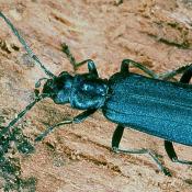 Blauer Scheinbockkäfer (Ischnomera caerulea). © G. C. Möller