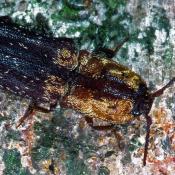 Gelbschuppiger Schnellk&auml;fer (Lacon querceus). &copy; G. C. M&ouml;ller