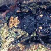 Gro&szlig;er Breitr&uuml;sselk&auml;fer (Platyrrhinus resinosus). &copy; G. C. M&ouml;ller