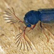Kammfühler-Pochkäfer (Ptilinus pectinicornis). © E. Wachmann