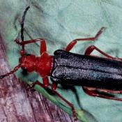 Beulenkopfbock (Rhamnusium bicolor) . &copy; G. C. M&ouml;ller