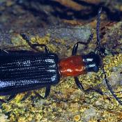 Buchen-Buntk&auml;fer (Tillus elongatus). &copy; G. C. M&ouml;ller