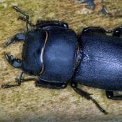 Balkenschr&ouml;ter (Dorcus parallelipipedus). &copy; E. Wachmann