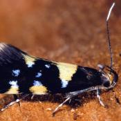 Faulholzmotte (Schiffermuelleria stroemella). &copy; G. C. M&ouml;ller