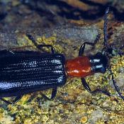 Buchen-Buntk&auml;fer (Tillus elongatus). &copy; G. C. M&ouml;ller