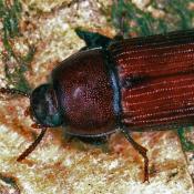 Roter Schwarzk&auml;fer (Uloma culinaris). &copy; E. Wachmann