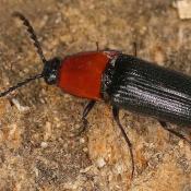 Bluthalsschnellk&auml;fer (Ischnodes sanguinicollis). &copy; E. Wachmann