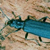 Blauer Scheinbockkäfer (Ischnomera caerulea). © G. C. Möller