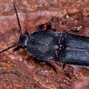 Veilchenblauer Wurzelhalsschnellk&auml;fer (Limoniscus violaceus). &copy; E. Wachmann