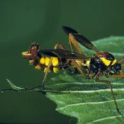 Kammschnake (Ctenophora ornata). &copy; G. C. M&ouml;ller