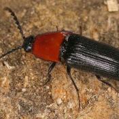 Bluthalsschnellk&auml;fer (Ischnodes sanguinicollis). &copy; E. Wachmann