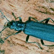 Blauer Scheinbockkäfer (Ischnomera caerulea). © G. C. Möller