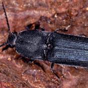 Veilchenblauer Wurzelhalsschnellk&auml;fer (Limoniscus violaceus). &copy; E. Wachmann