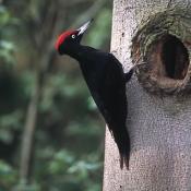 Schwarzspecht. &copy; Steffen Hannert, Creative commons license.