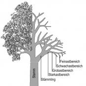 Schematische Darstellung der Baumbestandteile und Erl&auml;uterung der im Leitfaden verwendeten Fachbegriffe. Zeichnung: W. Roloff 