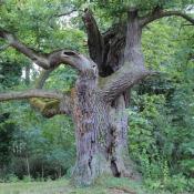 Viele Baumvetranen sind beeindruckende Gestalten, die wertvollte Lebensräume darstellen und Gartenanlagen in besonderer Weise prägen können. © N. A. Klöhn